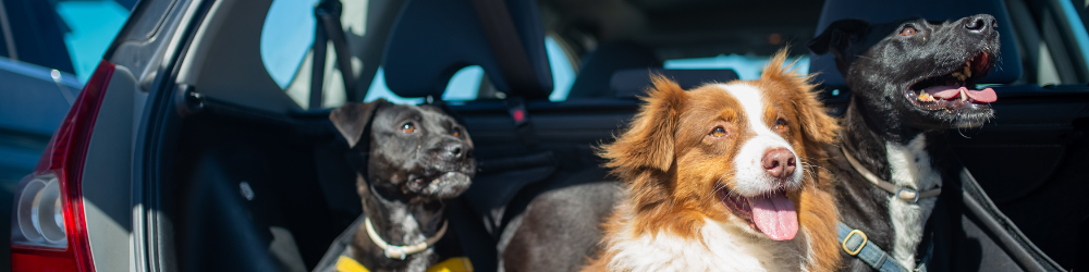 Pets In Car
