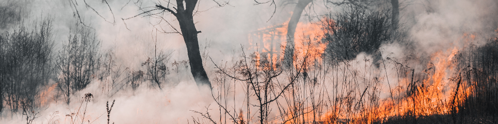 wildfire 2