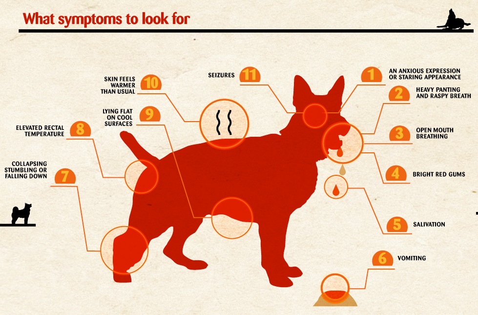 symptoms of pet stroke